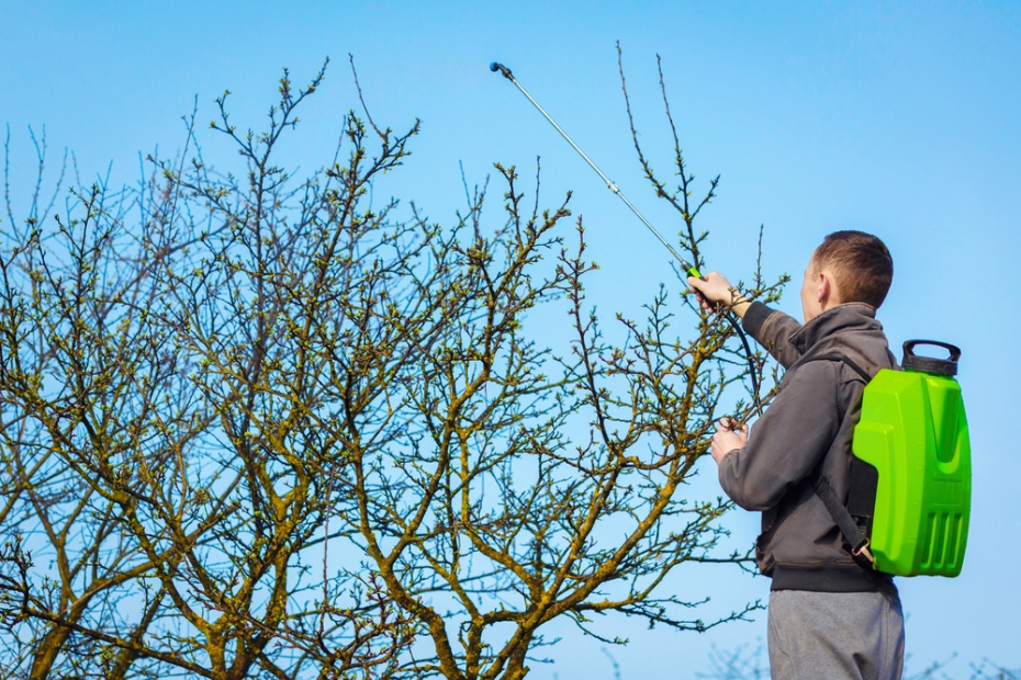 5 этапов обработки сада ранней весной: план защиты от вредителей и болезней