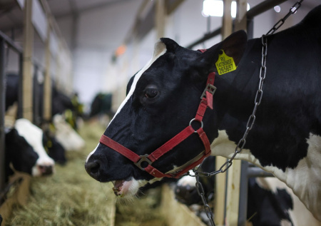 Раскрыта причина распространения заболеваний скота под Новосибирском