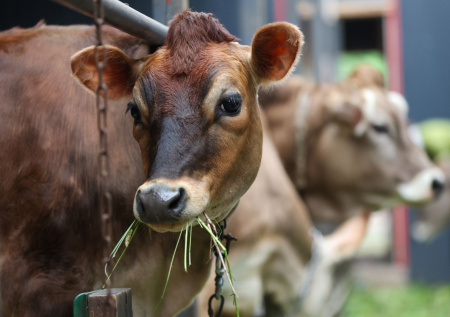 Под Новосибирск направлена спецгруппа для проверки ситуации со скотом