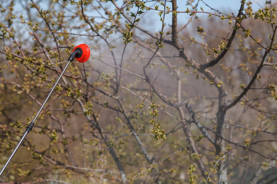 5 этапов весенней обработки сада: план защиты от вредителей и болезней