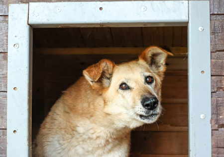 Живодеры массово убили хвостатых, которых собирались отправить в семьи