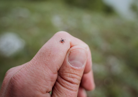 Биолог назвал самую лучшую защиту от клещей