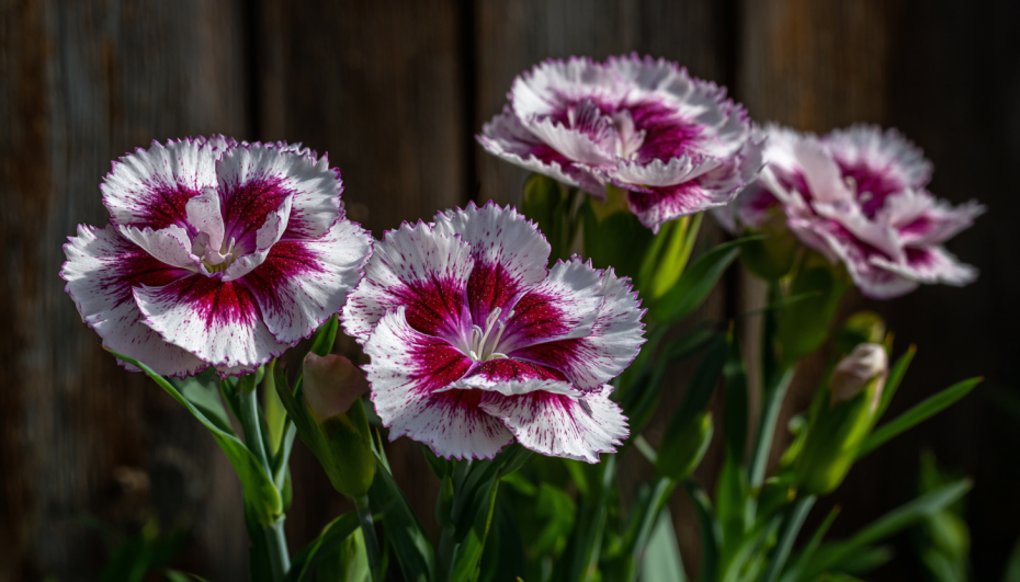 5 редких сортов цветов для палисадника — 2026: хвастаемся перед соседями