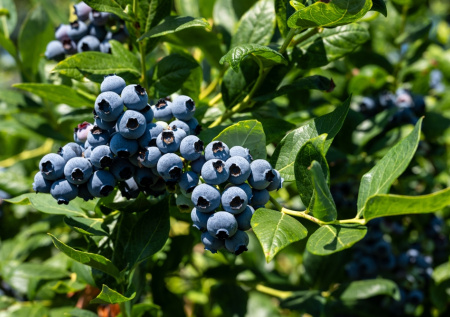 Голубика на даче за 10 шагов: как вырастить редкую ягоду на своей грядке