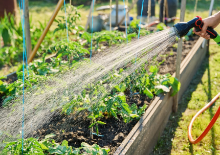 Забудьте про истощенные грядки: посадите это на месте картошки — и урожай будущего года вас поразит