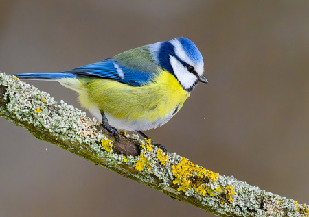 Один вид ярких птиц начал петь на зеленых территориях Москвы