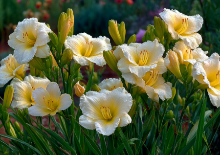 Петунии — в отставку: эти дивные кустики цветут до 20 лет без пересадки: никаких поливов и подкормок