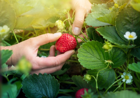 Клубника на даче или в саду: 10 шагов к идеальной ягодке на вашей грядке