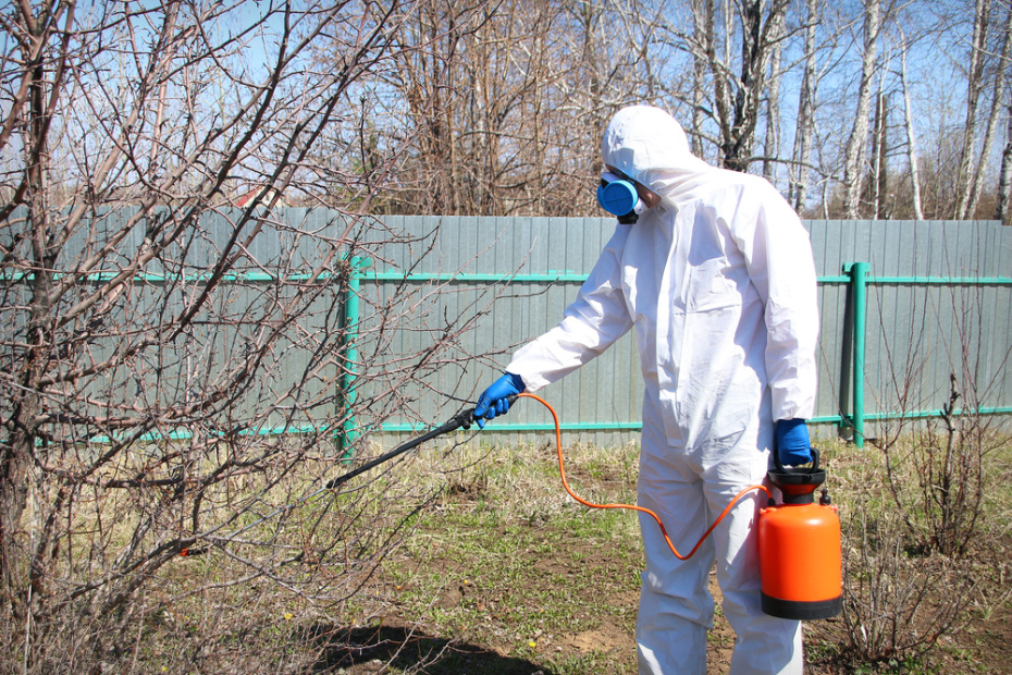 5 этапов обработки сада ранней весной: план защиты от вредителей и болезней