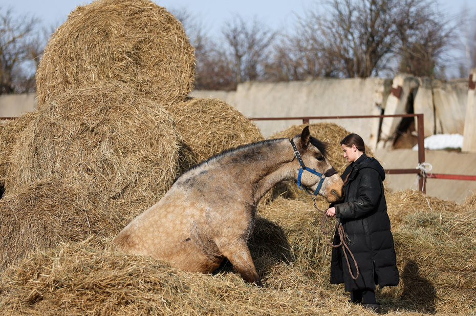 Сотрудница с лошадью в приюте для лошадей «Шанс на жизнь» в деревне Шипулино Клинского района