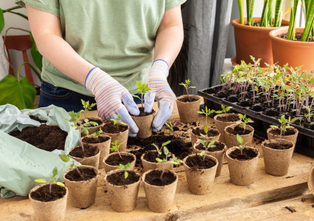 Сухие или мокрые семена: посев томатов, от которого зависит урожай
