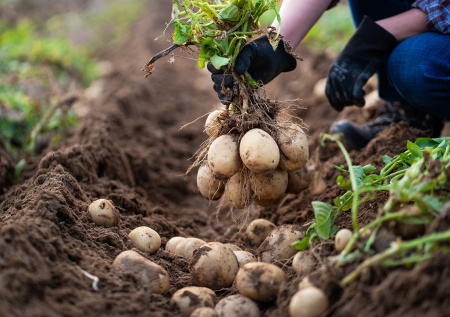 Агроном дал советы, как добиться рекордного урожая картофеля