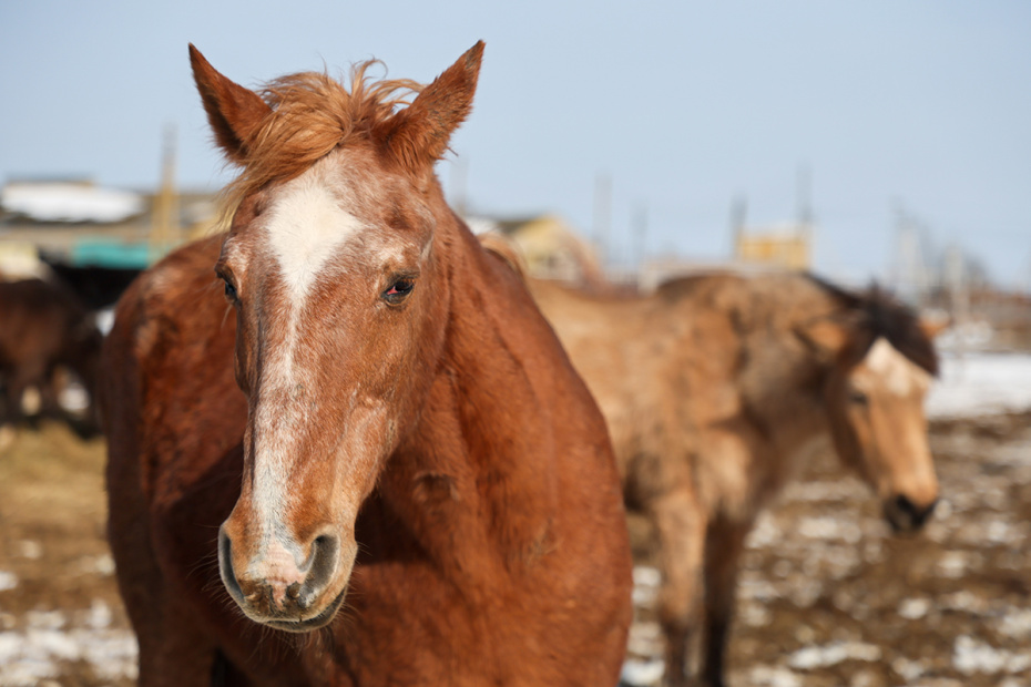 Лошадь в приюте для лошадей «Шанс на жизнь» в деревне Шипулино Клинского района