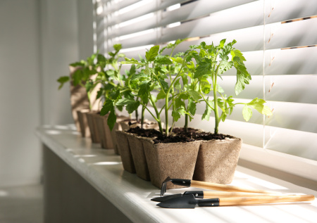Выращиваю рассаду томатов без фитоламп — просто ставлю правильно на окно