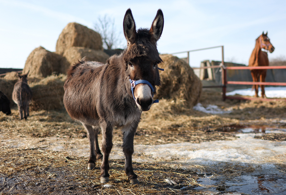 Осел в приюте для лошадей «Шанс на жизнь» в деревне Шипулино Клинского района