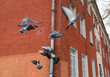 Птица стучит в окно: что на самом деле это значит — разбираем приметы