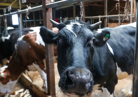 Первым семьям выплатили компенсации за изъятый под Новосибирском скот