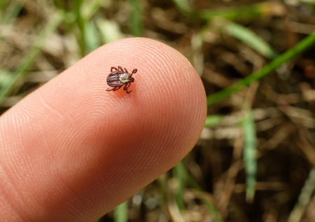 Инфекционист предупредила, какие заболевания переносят клещи и комары