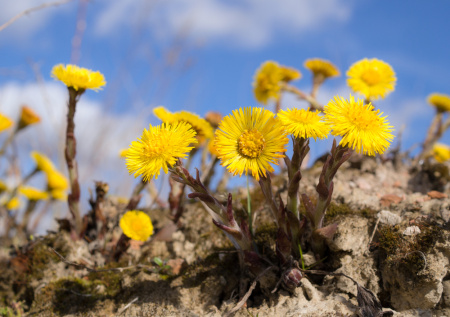 Не оставила мать-и-мачехе ни одного шанса захватить огород: уничтожаем корни навсегда