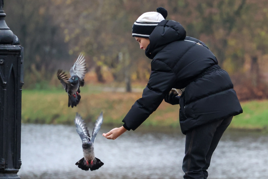 Птица стучит в окно: что на самом деле это значит — разбираем приметы
