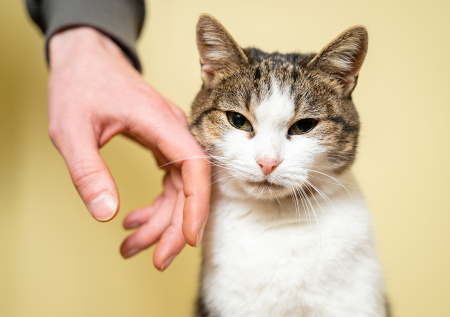 Зоопсихолог ответила, чем опасны проплешины у кошки на задних лапах