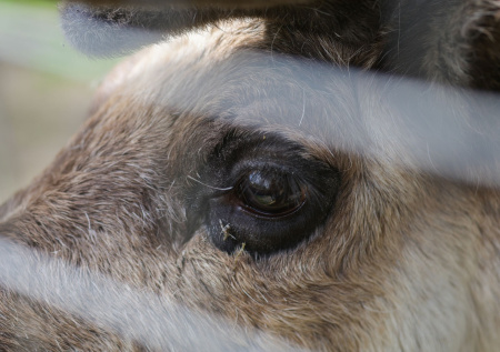 «Локальный характер»: Минсельхоз о карантине в Новосибирской области