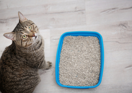 Ветеринар ответил, почему кошки могут ходить мимо лотка