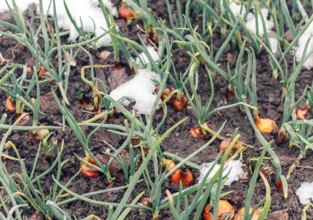 Россиянам рассказали, как подготовить почву к дачному сезону после зимы