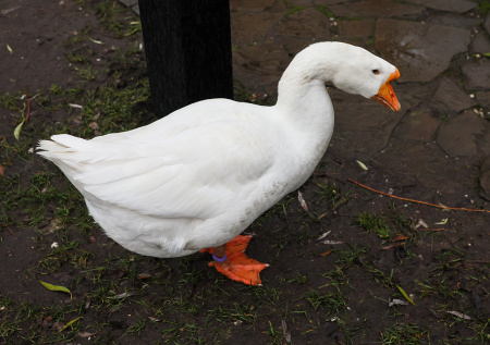 Сотрудники ТЦК «мобилизовали» гуся