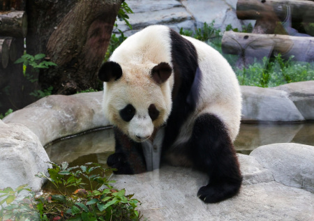 Панда Катюша в зоопарке Москвы: последние новости 19 марта, фото, видео