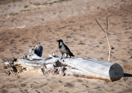 Брачный сезон начался у серых ворон в Москве
