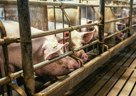 Глава Новосибирской области раскрыл, где появились очаги болезни животных