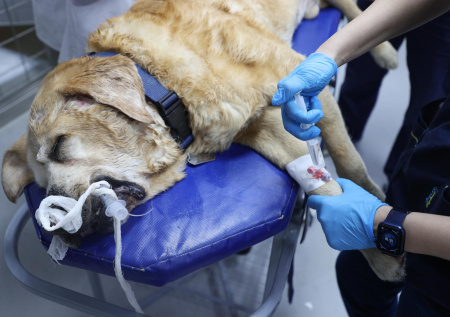 Петербургские ветеринары спасли собаку, попавшую под колеса автобуса