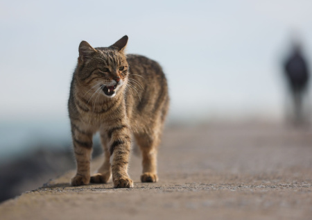 Зоопсихолог дала советы, как поддержать когнитивные способности кошек