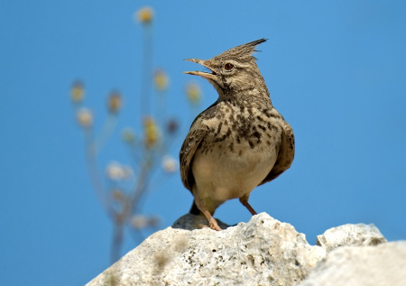 Приметы 21 марта — весенний солнцеворот: день вербы и прилета жаворонков