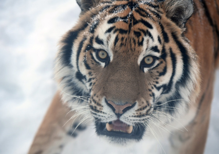 Губернатор ЕАО раскрыла подробности программы сохранения амурских тигров
