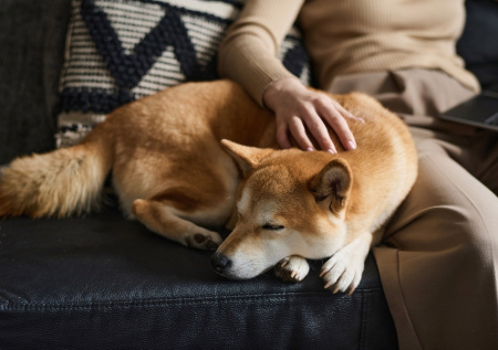 Кинолог предупредил об опасностях дог-френдли заведений