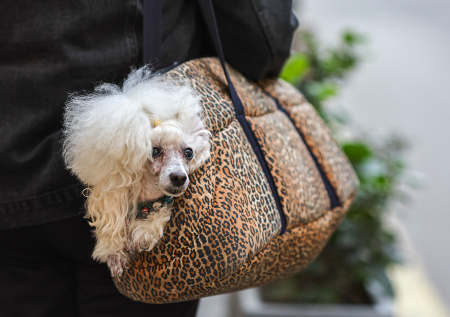 Москвичи забрали из приютов свыше 800 кошек и собак зимой 2026 года