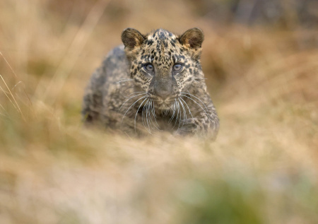 Леопард растерзал сторожевого пса и напал на хозяина в его собственном доме