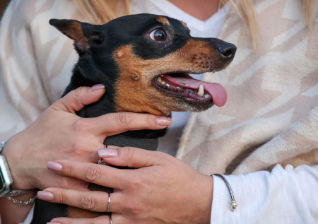 Ветеринар посоветовала, когда стоит начать обработку питомцев от клещей