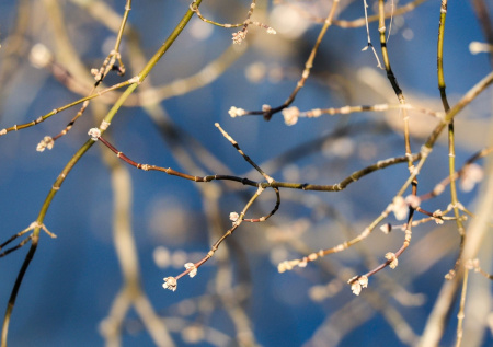 Пыльца сегодня в Москве: прогноз SILAM на 21 марта 2026 года