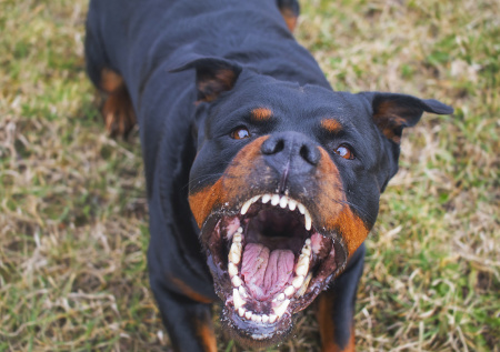 Юрист объяснила, как привлечь к ответственности хозяина собаки после укуса