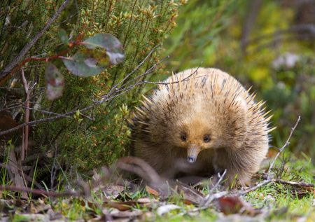 Редчайшие животные впервые попали в фотоловушки у берегов Тасмании