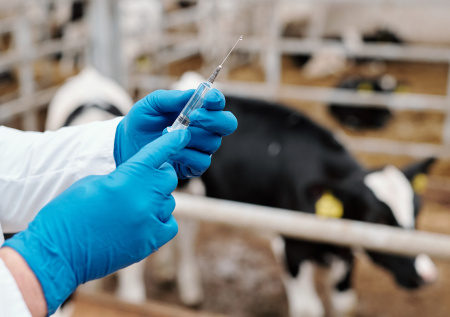 Страна-сосед России начала массово вакцинировать скот