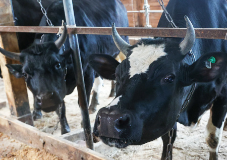 Власти региона раскрыли, когда завершат изъятие зараженного скота