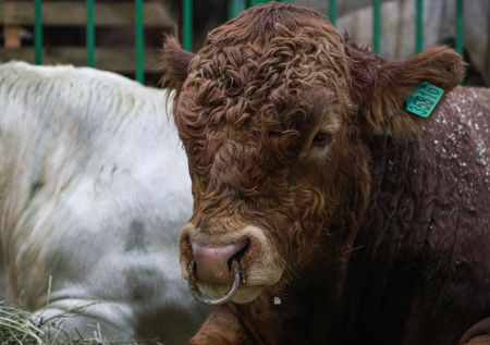 Новосибирские власти отчитались о помощи пострадавшим от изъятия скота