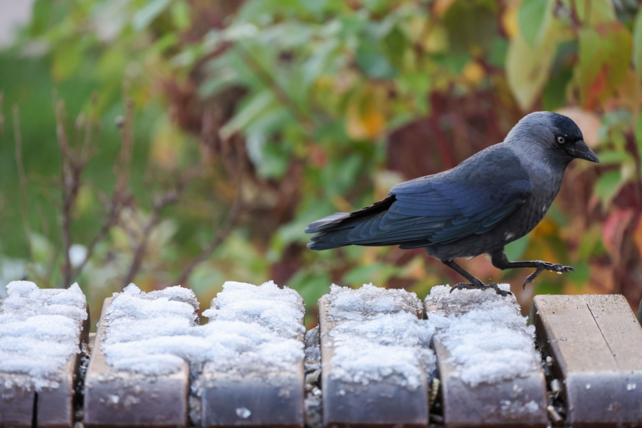 Лепка жаворонков и другие традиции конца марта