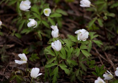 Россиян предупредили об уголовных последствиях за сорванные подснежники