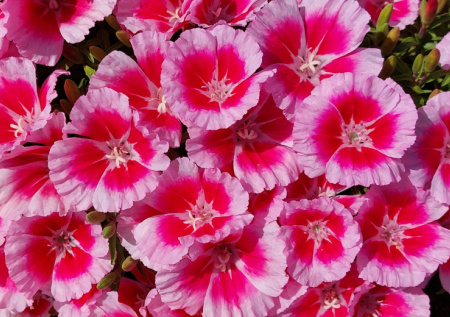 Посейте в марте — в июне в саду каскад малиновых и белых шаров. Цветы размером до 10 сантиметров — как на выставке