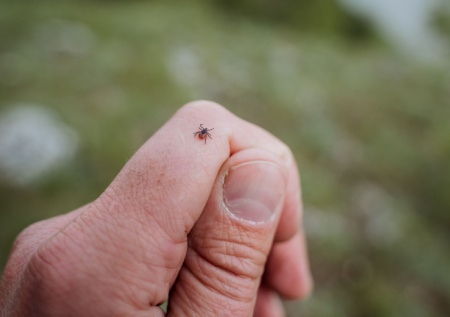 Роспотребнадзор перечислил смертельные болезни от укуса клеща